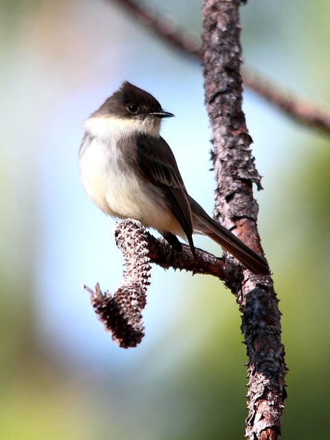 Eastern Phoebe