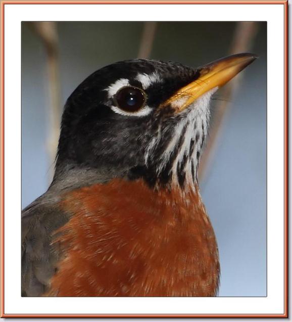 American Robin