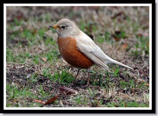 American Robin