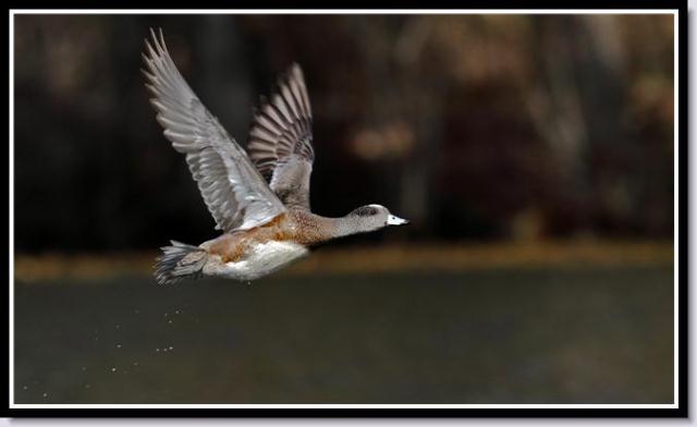 American Wigeon