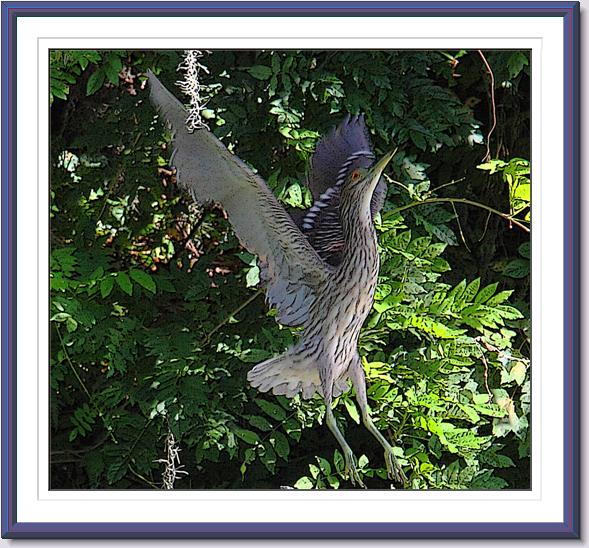 Black-crowned Night-Heron