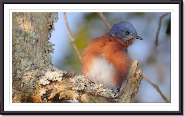 Eastern Bluebird