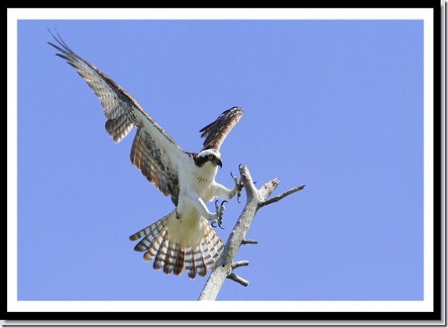 Osprey