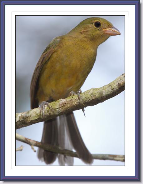 Painted Bunting