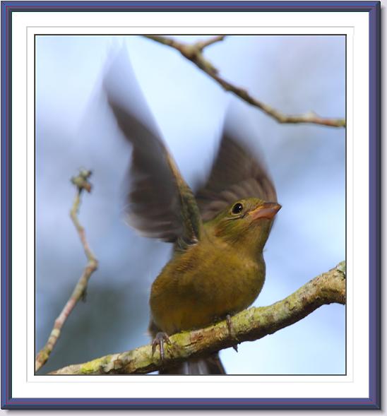 Painted Bunting