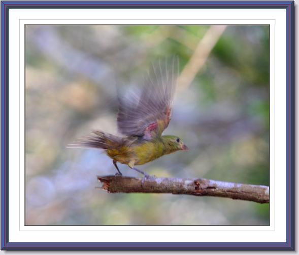 Painted Bunting