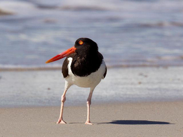 American Oystercatcher