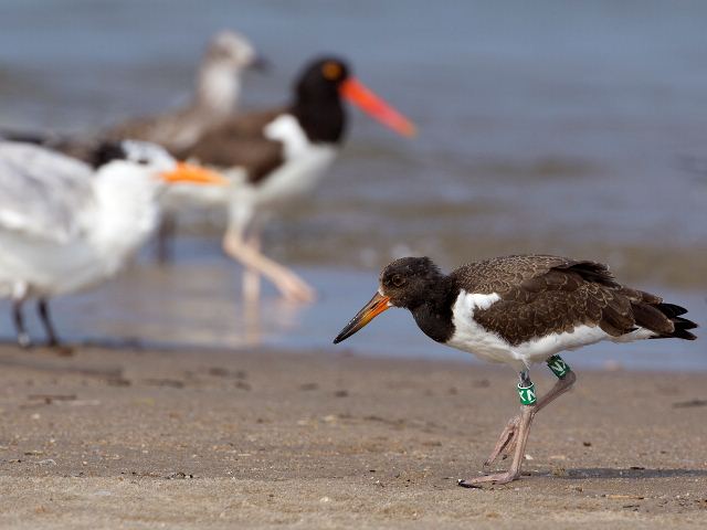 American Oystercatcher