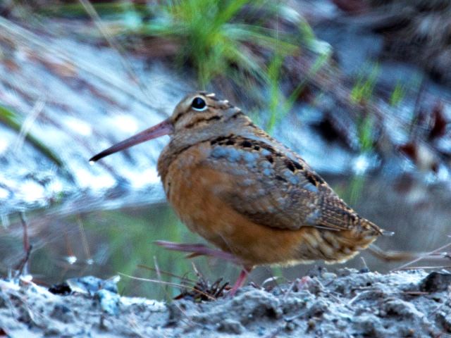 American Woodcock