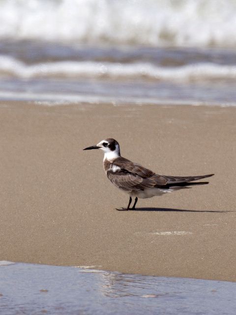 Black Tern