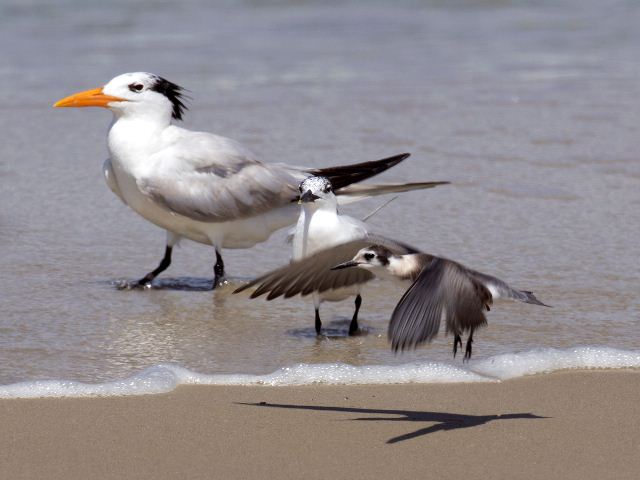 Black Tern