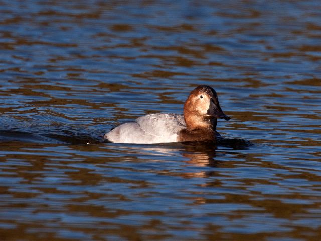 Canvasback