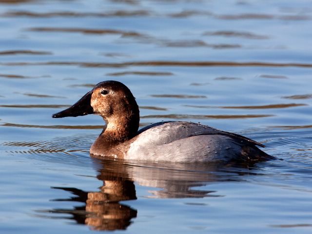 Canvasback