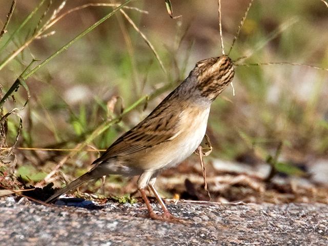 Clay-colored Sparrow