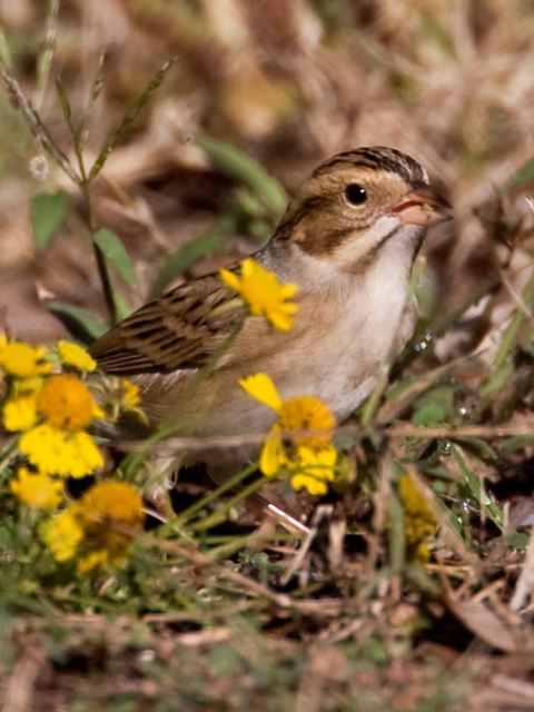 Clay-colored Sparrow