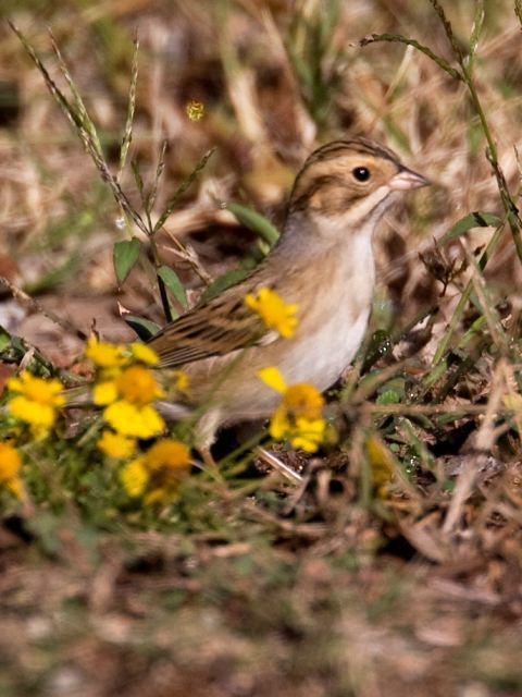 Clay-colored Sparrow