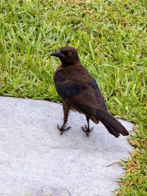 Common Grackles