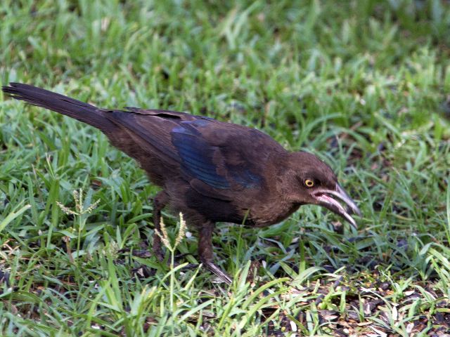 Common Grackles