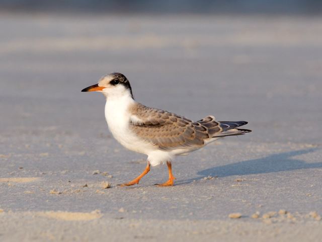 Common Tern