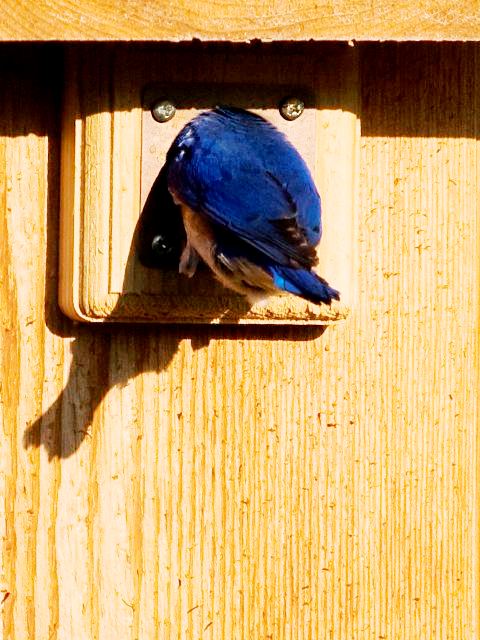 Eastern Bluebird