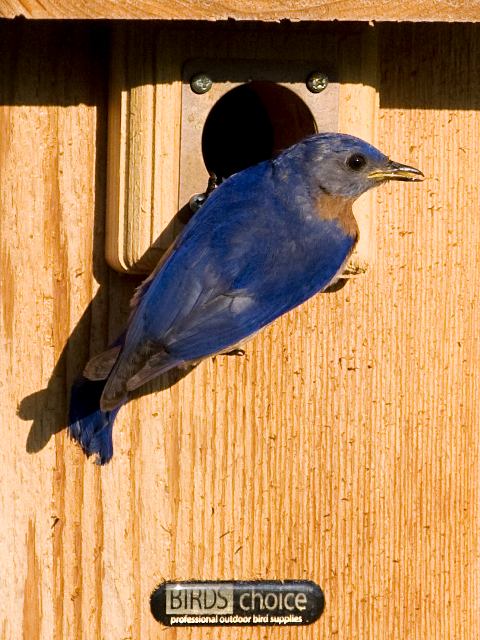 Eastern Bluebird