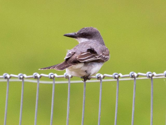 Gray Kingbird