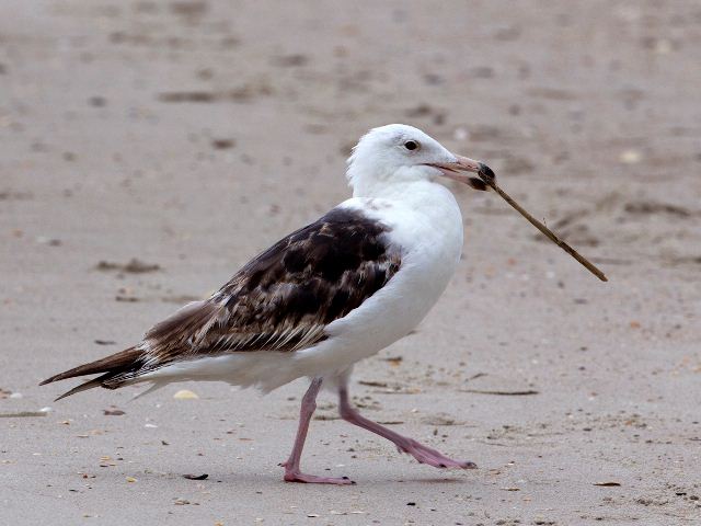 Great Black-backed Gull