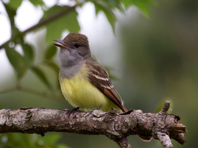 Great Crested Flycatcher