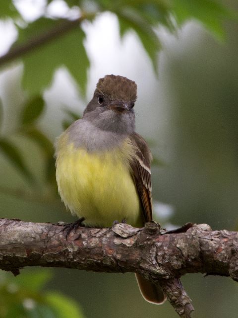 Great Crested Flycatcher