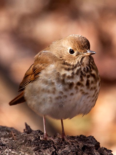 Hermit Thrush