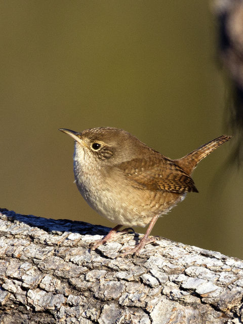 House Wren