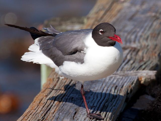 Laughing Gull