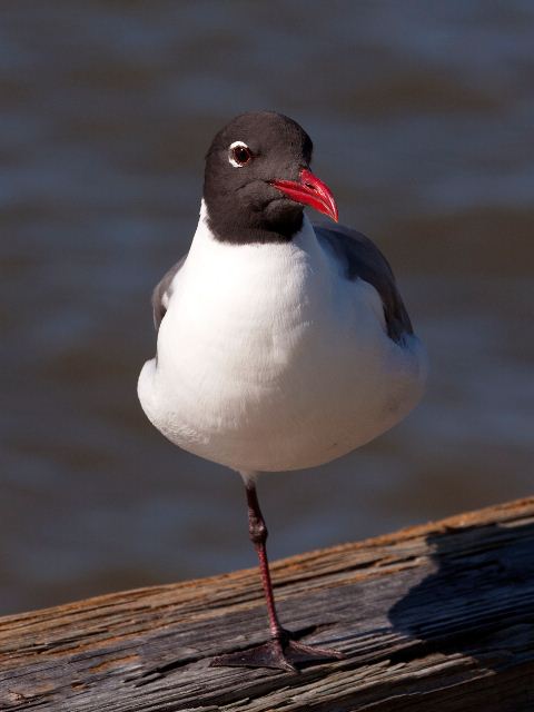 Laughing Gull