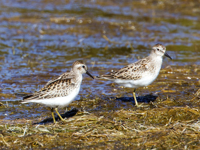 Least Sandpiper