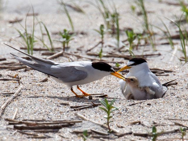 Least Terns