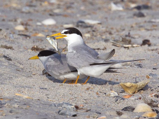 Least Terns