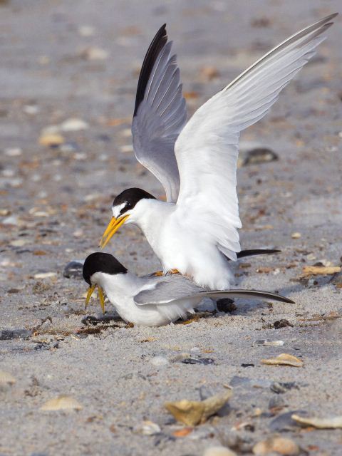 Least Terns