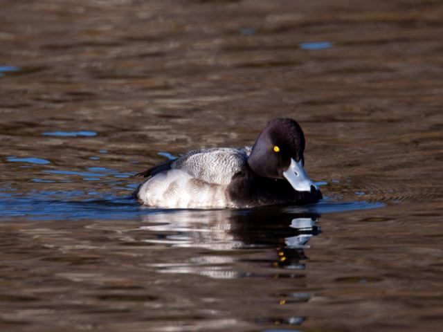 Lesser Scaup