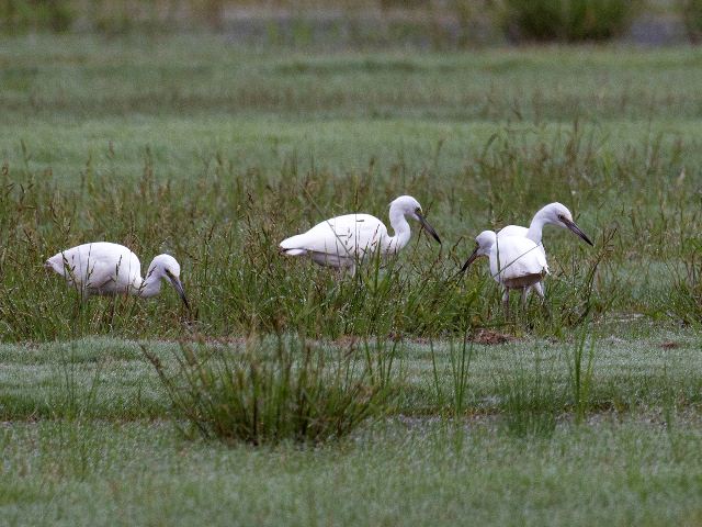 Little Blue Heron