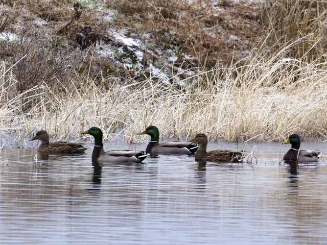 Mallard