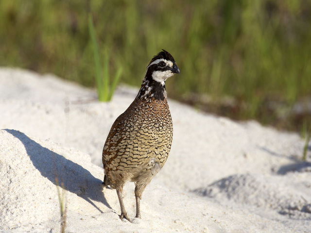 Northern Bobwhite