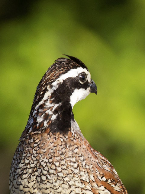 Northern Bobwhite