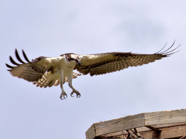 Osprey