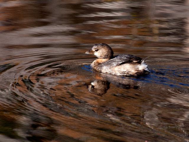 Pied-billed Grebe