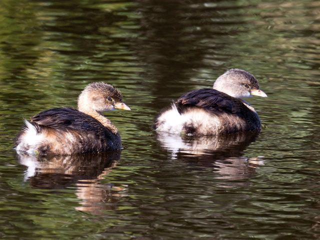 Pied-billed Grebes