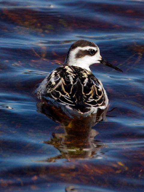 Red-necked Phalarope