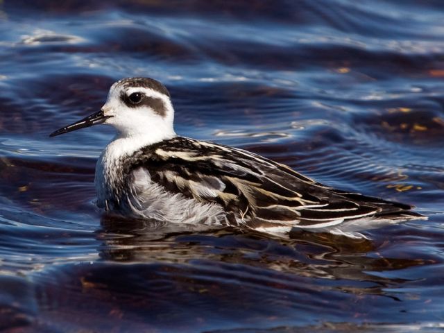 Red-necked Phalarope