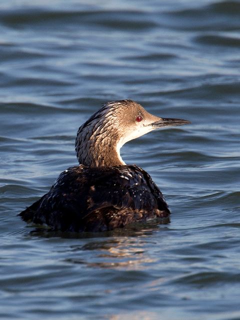 Red-throated Loon