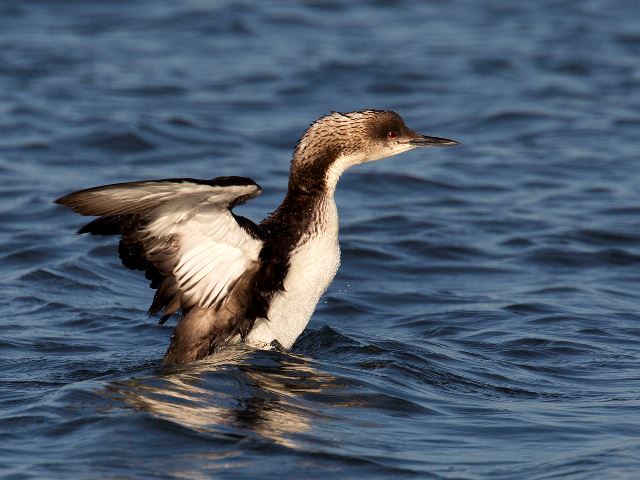 Red-throated Loon