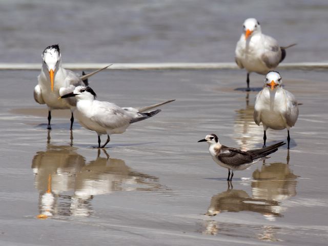 Sandwich Tern